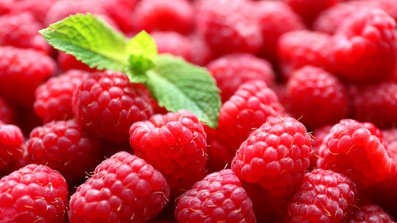 Raspberries: beneficial properties of berries and possible harm