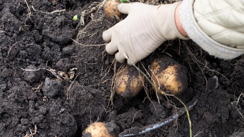 Is het mogelijk om zachte aardappelen te eten en waarom verdort het in de grond?
