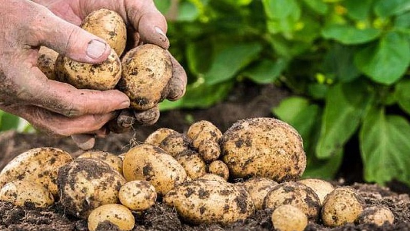 Da li je moguće jesti meki krumpir i zašto se topi u zemlji