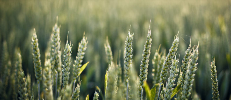 Description de la variété et des caractéristiques du blé d'hiver Ermak