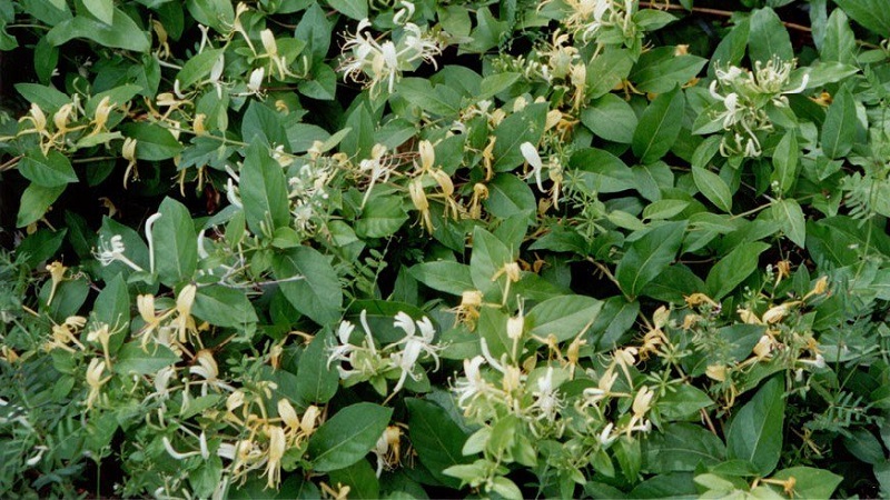 מאפיינים וכללים לגידול יערה יפנית (זנים Aureoreticulata, Haliana, Purpurea, Variegated)