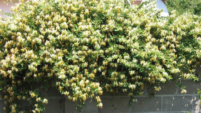 מאפיינים וכללים לגידול יערה יפנית (זנים Aureoreticulata, Haliana, Purpurea, Variegated)
