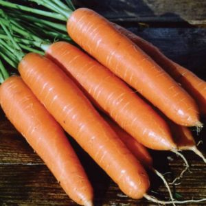 Características da variedade de cenoura Rote Riesen: descrição, tecnologia agrícola, comentários