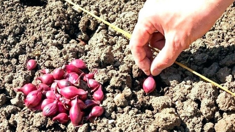 Regels en schema's voor het planten van uienkoppen in het voorjaar