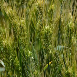 Descrição da variedade e características do trigo de inverno Ermak