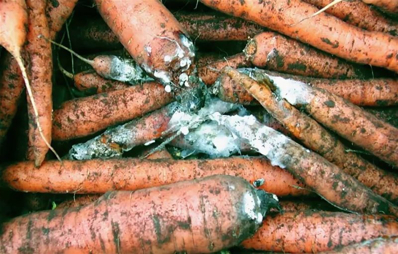 O que fazer se as cenouras apodrecerem durante o armazenamento e por que isso acontece