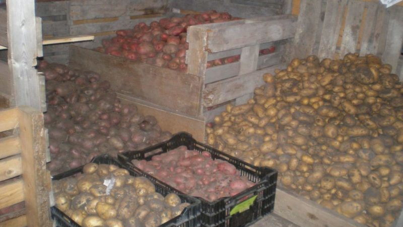 Depozitarea cartofului: modalități și condiții de depozitare corespunzătoare a a modurilor și metodelor pentru tipul de masă, tehnologie, într-un hambar iarna, în saci negri