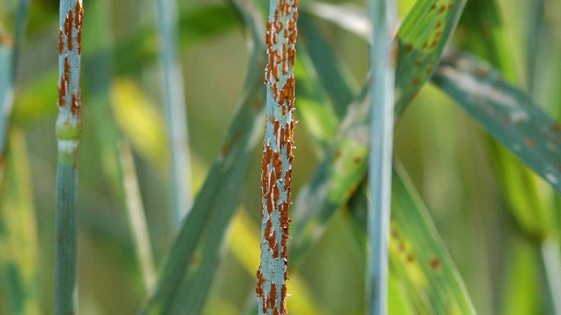 Causes of wheat rust and methods of dealing with it