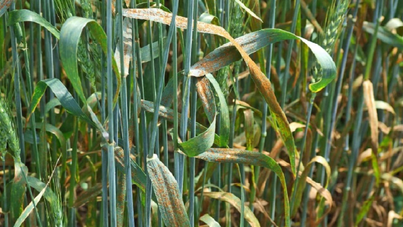 Cauzele ruginii de grâu și metodele de abordare a acestuia