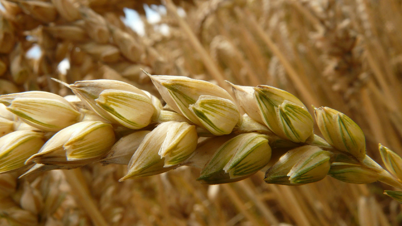Шта је мека пшеница, како се разликује од тврде пшенице и где се користи