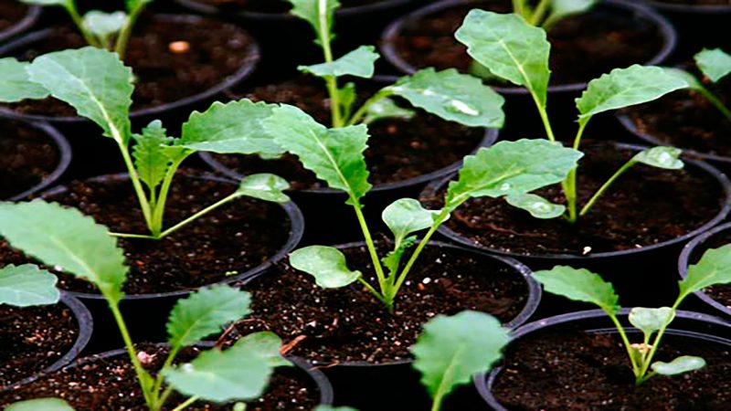 Como plantar e cultivar adequadamente mudas de repolho em casa