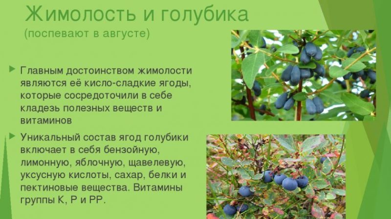 Ano ang Pagkakaiba sa pagitan ng Blueberry at Honeysuckle - Paano Makikilala ang mga Ito