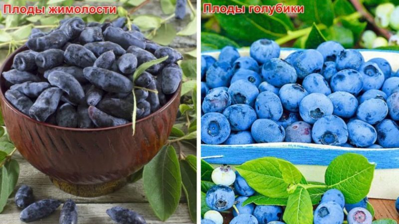 Ano ang Pagkakaiba sa pagitan ng Blueberry at Honeysuckle - Paano Makikilala ang mga Ito