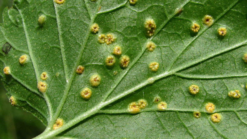 Why did gooseberry rust appear and what to do to get rid of it