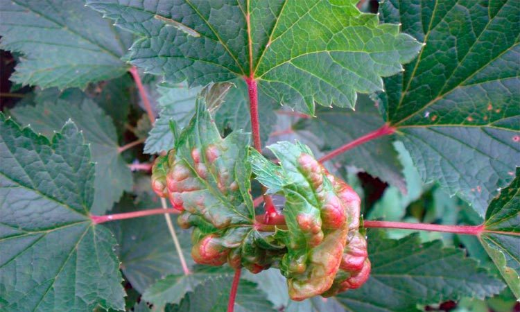 Why did gooseberry rust appear and what to do to get rid of it