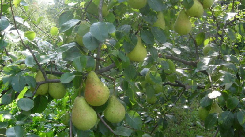 Unpretentious high-yielding pear variety Victoria