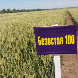 صنف القمح الشتوي Bezostaya 100: الخصائص والوصف