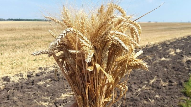 Kışlık buğday çeşidi Bezostaya 100: özellikleri ve açıklaması