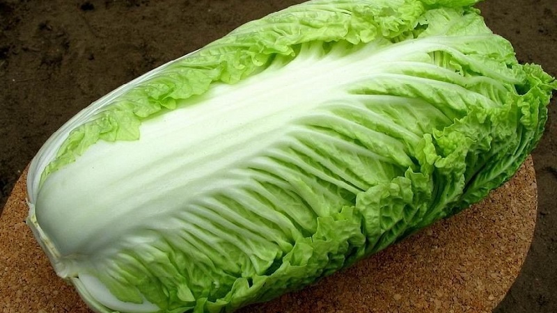 Ways to keep Chinese cabbage for the winter at home fresh, canned and frozen