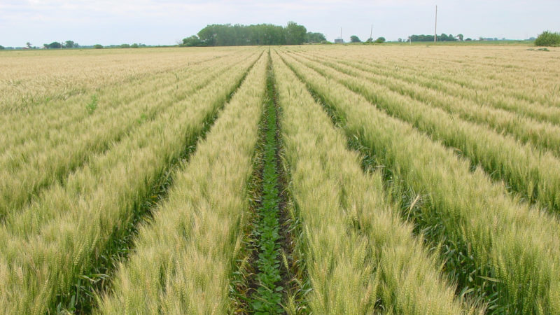 Ngày và tỷ lệ gieo hạt kê bằng phương pháp gieo hạt thông thường và chăm sóc cây trồng thêm
