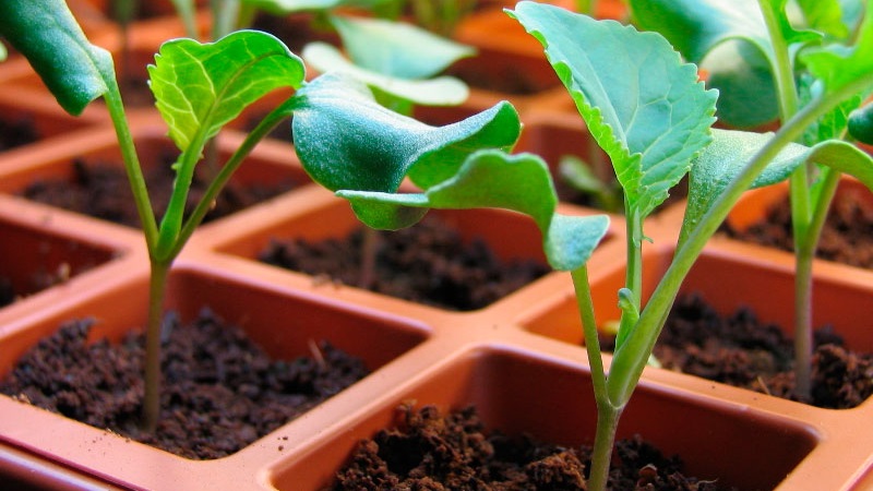 Време и технологија садње броколија купуса за саднице и брига о садницама код куће