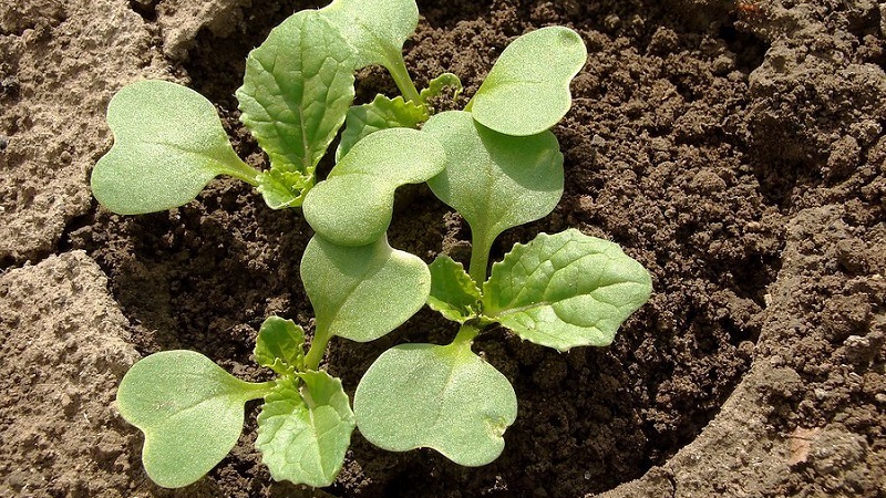 Tidtagning och teknik för att plantera broccolikål för plantor och ta hand om plantor hemma