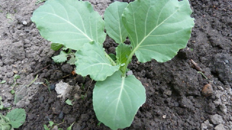 Tidtagning och teknik för att plantera broccolikål för plantor och ta hand om plantor hemma