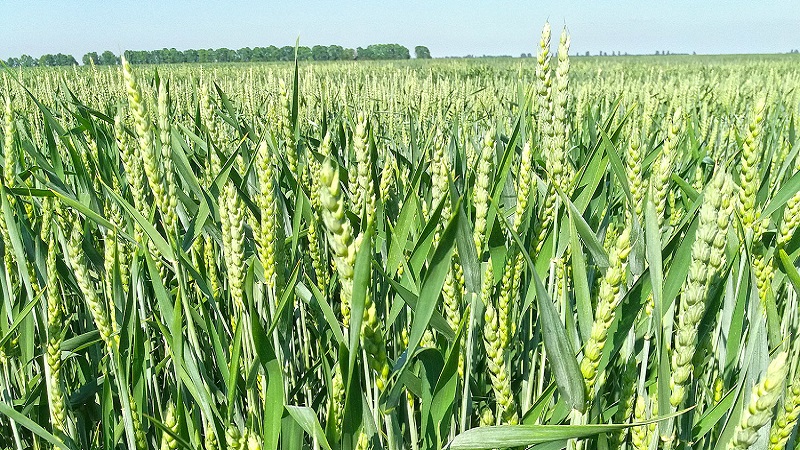 Технологија гајења пшенице од припреме за сјетву до жетве