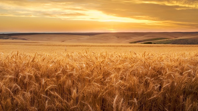 Технологија гајења пшенице од припреме за сјетву до жетве