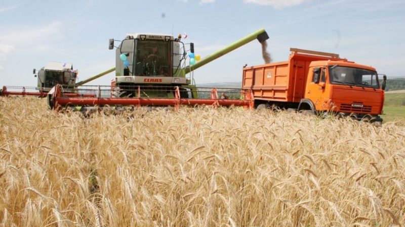 Како и када се бере пшеница: време, методе и даље складиштење