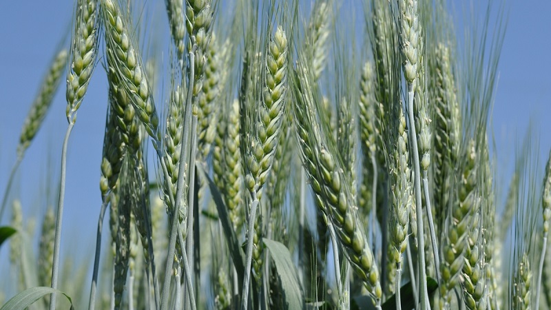 Quais são as características da farinha de trigo duro, como escolher e usar