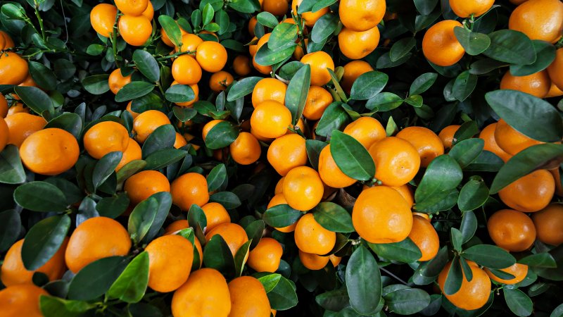 What is the Difference Between Clementines and Tangerines and What's Healthier