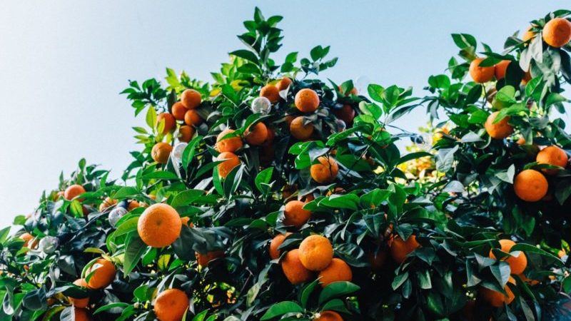 Која је разлика између клементина и мандарина и шта је здравије