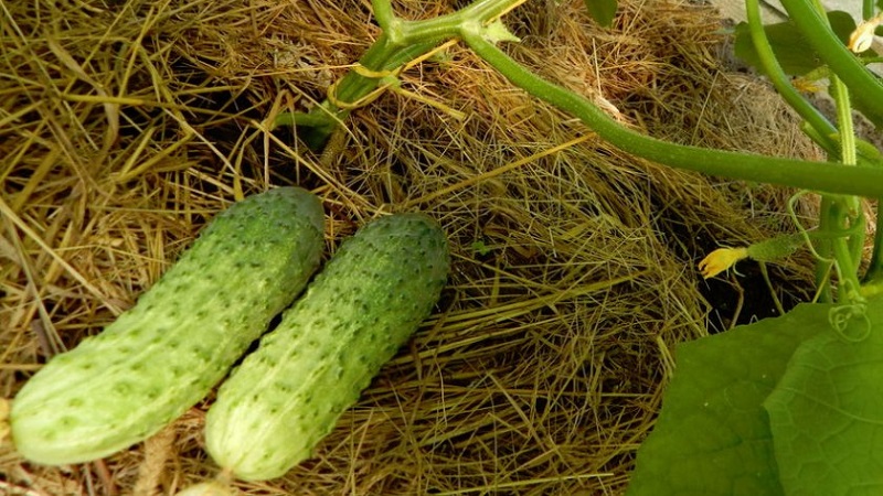 Ang pagpili ng mga pollised na varieties ng mga pipino para sa greenhouse na lumalaban sa mga sakit