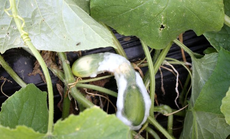 İyot ve parlak yeşil kurtarmaya koşuyor: daha iyi bir hasat için salatalık işlemenin sırları