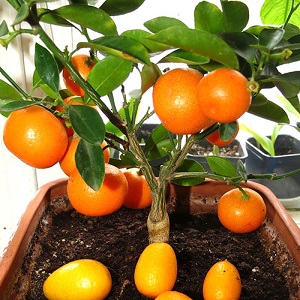 دليل خطوة بخطوة: كيفية زراعة بذرة برتقالية في المنزل