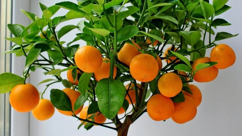 Hakbang-hakbang na gabay: kung paano magtanim ng isang orange orange sa bahay