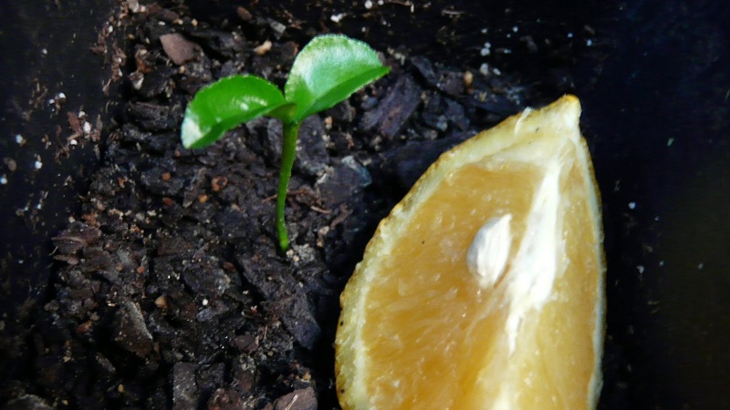 Step-by-step guide: how to plant a seed orange at home