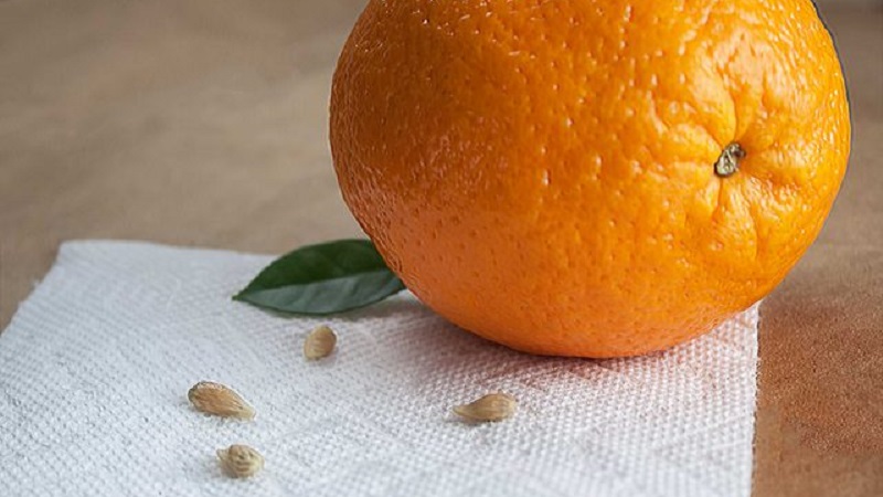 دليل خطوة بخطوة: كيفية زراعة بذرة برتقالية في المنزل