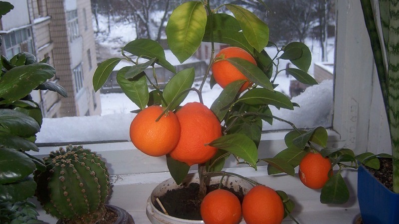 Step-by-step guide: how to plant a seed orange at home