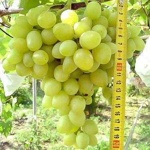 Crítica de uvas de mesa Arcádia