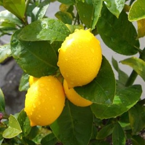كل شيء عن الليمون - هل هو خضروات أم توت أم فاكهة