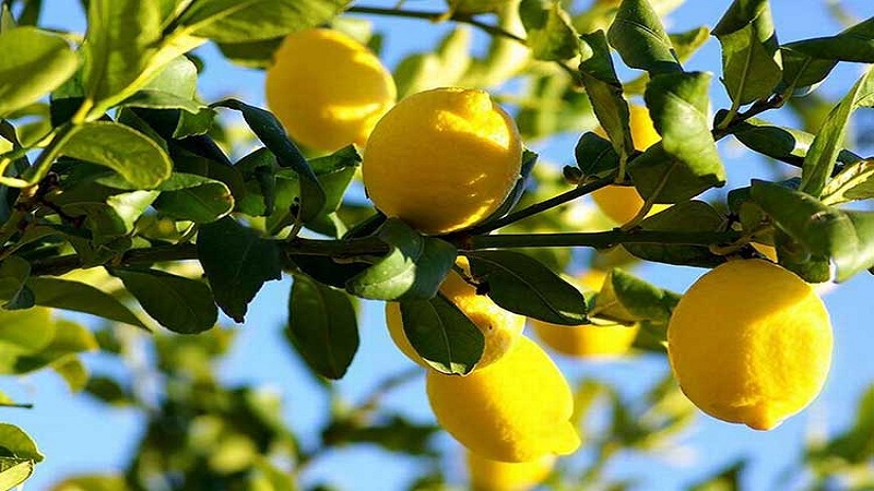 كل شيء عن الليمون - هل هو خضروات أم توت أم فاكهة
