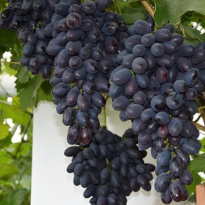 Vroege Moldavische druivensoort Codreanca met grote, smakelijke bessen