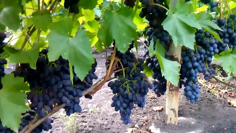 Vroege Moldavische druivensoort Codreanca met grote, smakelijke bessen