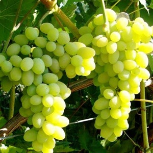 Odmiana winogron Laura, zaliczana do najlepszych, najbardziej owocna i pyszna