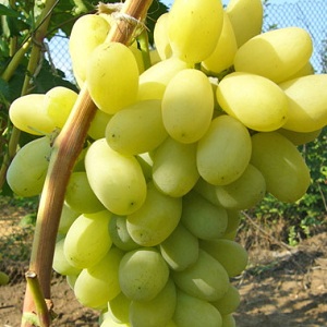 Variedad de uva Laura, incluida en el top de las más fructíferas y deliciosas