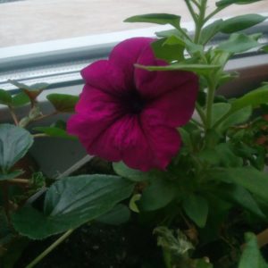 Guide des boutures de pétunia d'été pour les fleuristes débutants
