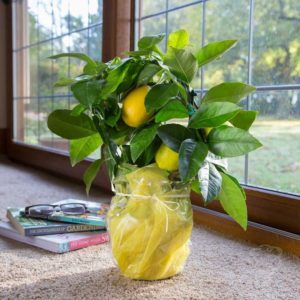 Panderosa limonu neden iyidir ve neden büyümeye değer?