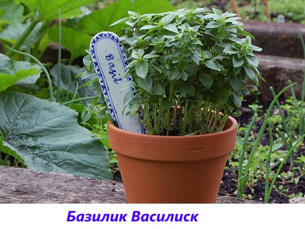 Eine duftende Basilikum-Basilisk-Sorte für Gurken und frische Salate